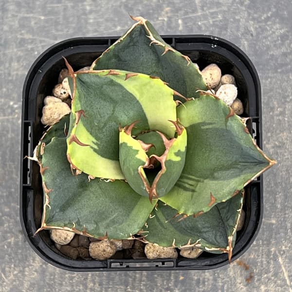 アガベ：ジャガーノート錦　2.5号鉢植え