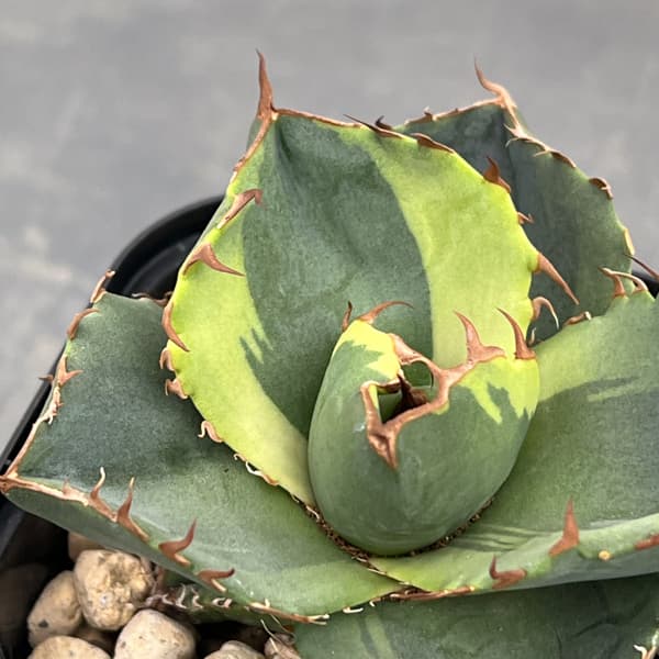 アガベ：ジャガーノート錦　2.5号鉢植え