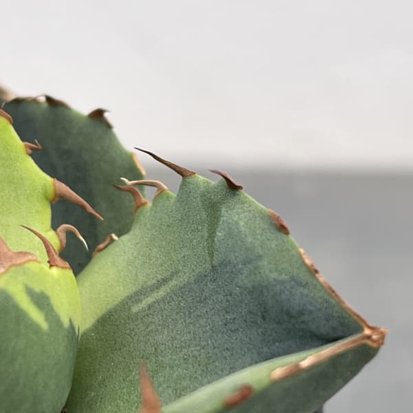 アガベ：ジャガーノート錦　2.5号鉢植え