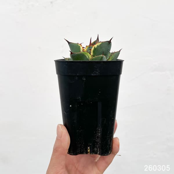 アガベ：鬼爪錦　2.5号鉢植え