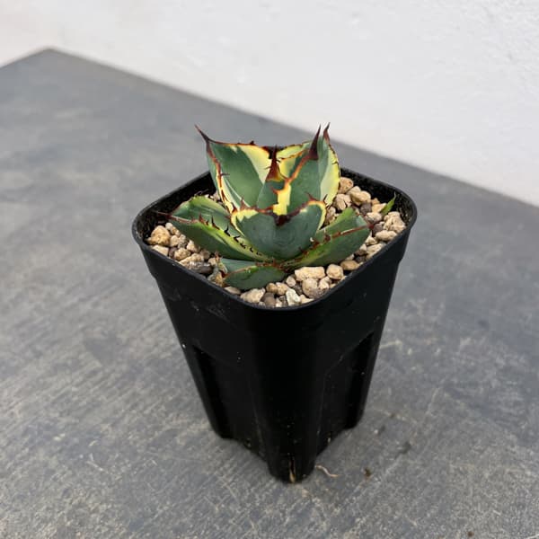 アガベ：鬼爪錦　2.5号鉢植え
