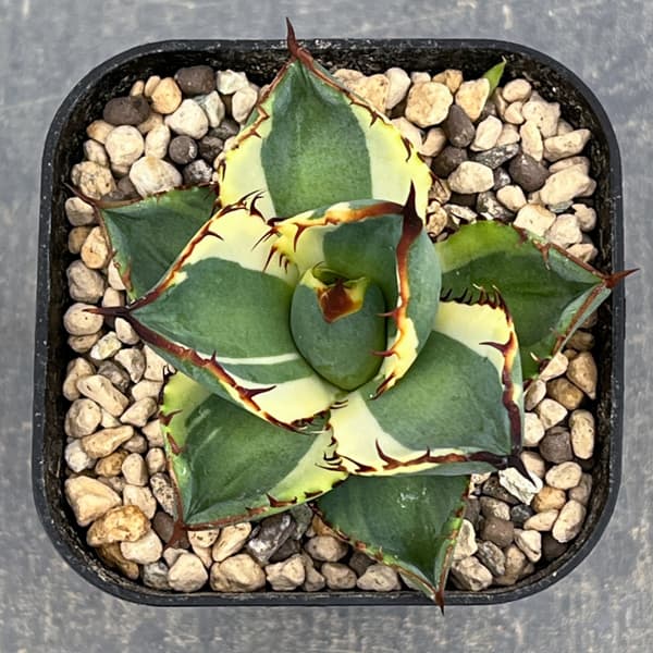 アガベ：鬼爪錦　2.5号鉢植え