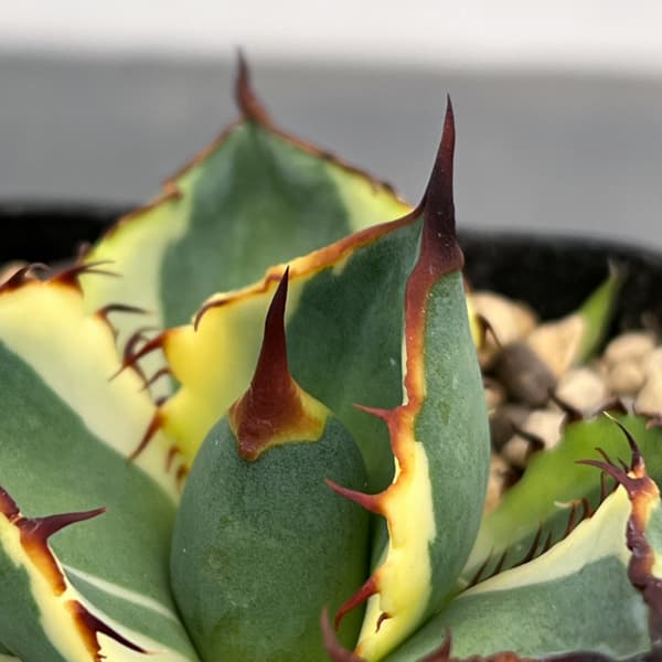 アガベ：鬼爪錦　2.5号鉢植え