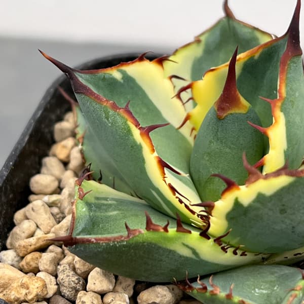 アガベ：鬼爪錦　2.5号鉢植え