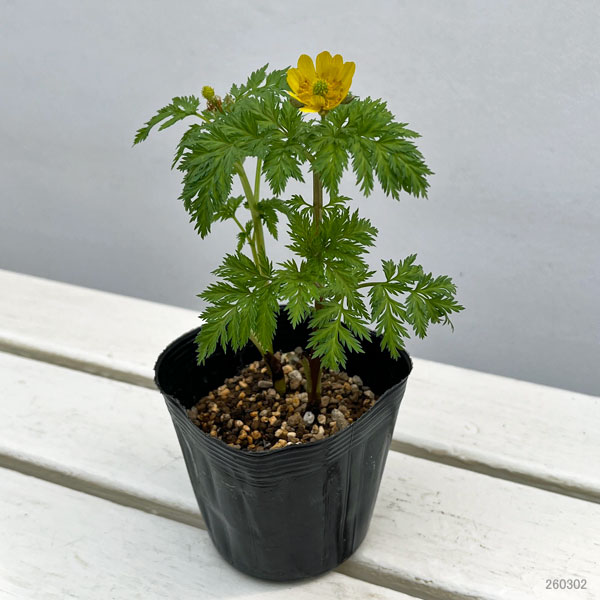 フクジュソウ(福寿草）3.5号ポット[1月頃から開花する福寿草]