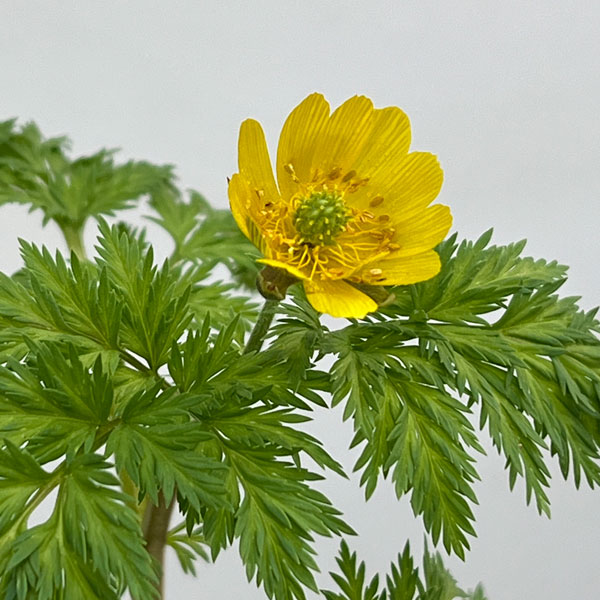 フクジュソウ(福寿草）3.5号ポット[1月頃から開花する福寿草]