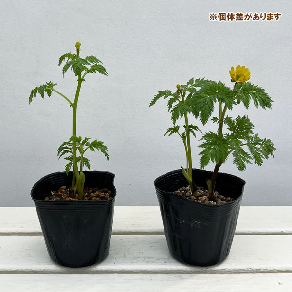 フクジュソウ(福寿草）3.5号ポット[1月頃から開花する福寿草]