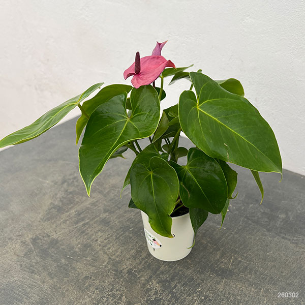 ミニアンスリウム：パープル（幅広苞）2.5号鉢植え