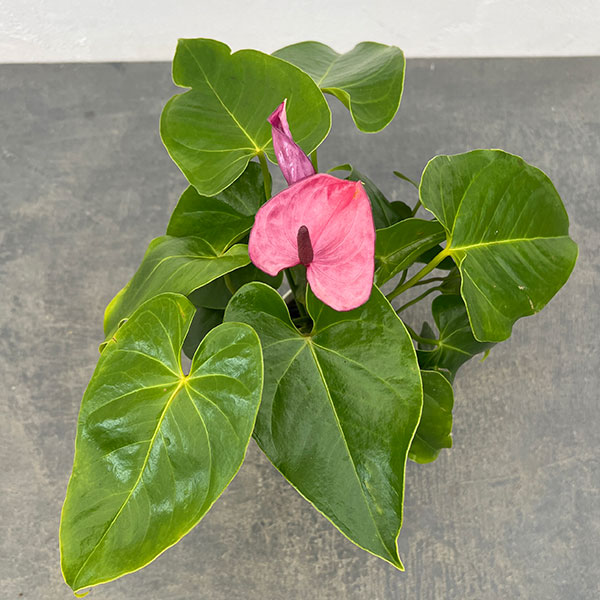 ミニアンスリウム：パープル（幅広苞）2.5号鉢植え