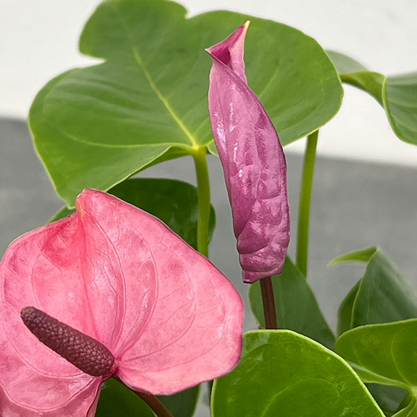 ミニアンスリウム：パープル（幅広苞）2.5号鉢植え