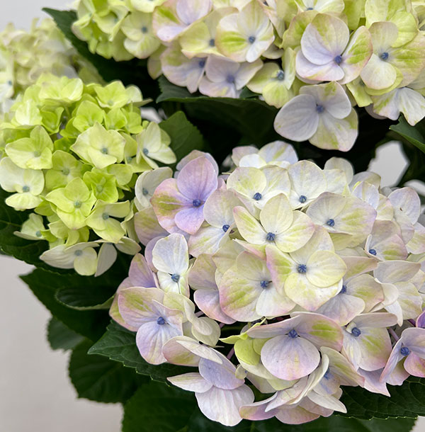 アジサイ：ドリーミー（ブルー） 5号鉢植え