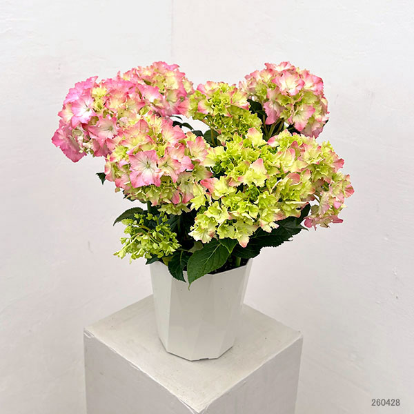 アジサイ：マーメイドドレス（ピンク） 5号鉢植え