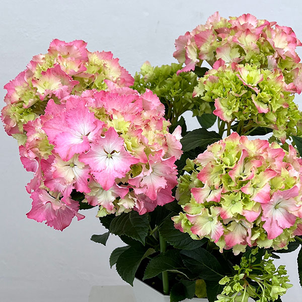 アジサイ：マーメイドドレス（ピンク） 5号鉢植え