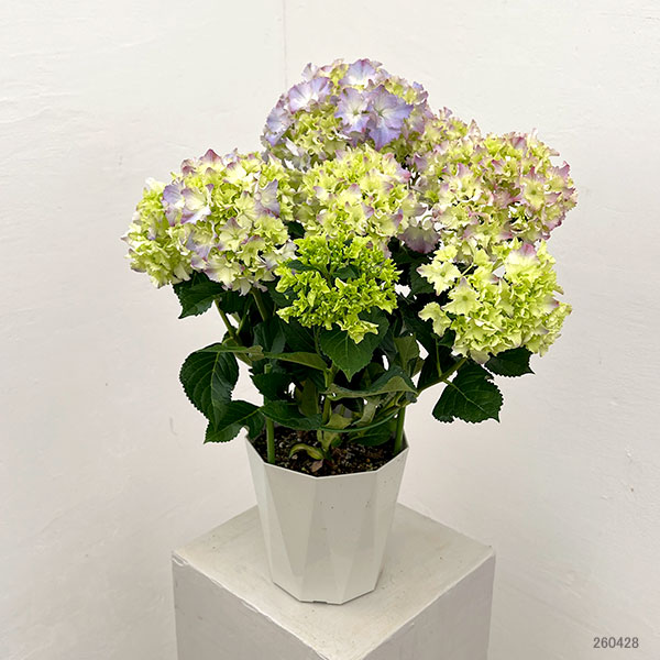 アジサイ：マーメイドドレス（ブルー） 5号鉢植え