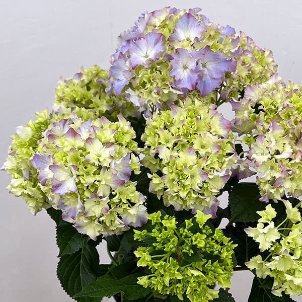 アジサイ：マーメイドドレス（ブルー） 5号鉢植え