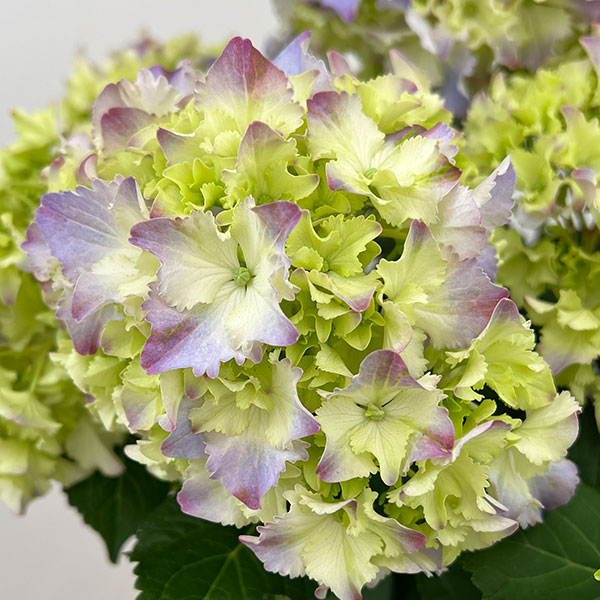 アジサイ:マーメイドドレス(ブルー) 5号鉢植え