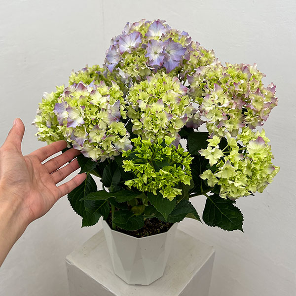 アジサイ:マーメイドドレス(ブルー) 5号鉢植え
