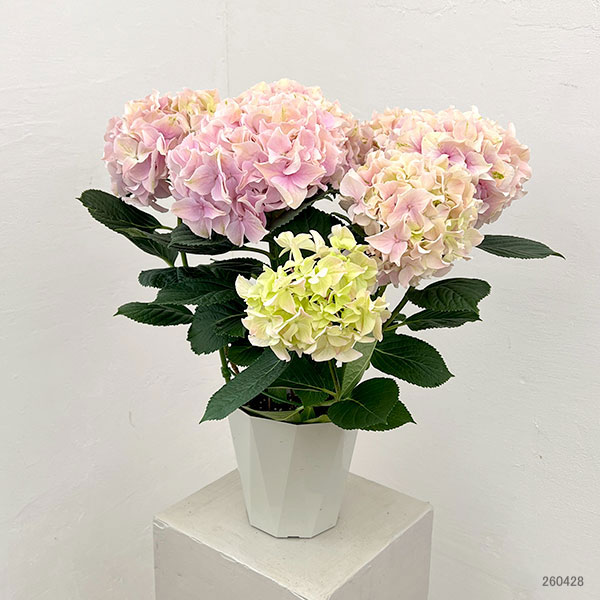 アジサイ：ハミング（ピンク） 5号鉢植え