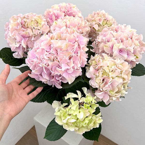 アジサイ：ハミング（ピンク） 5号鉢植え