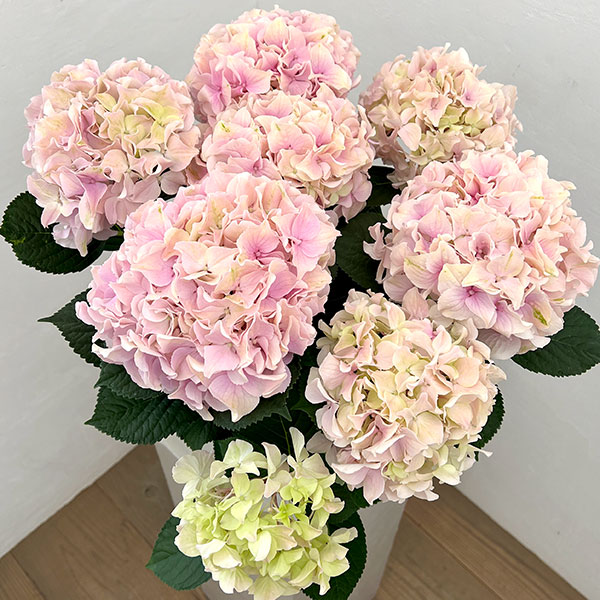 (わけあり特価)アジサイ:ハミング(ピンク) 5号鉢植え