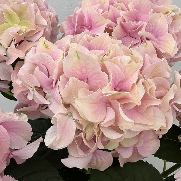 (わけあり特価)アジサイ:ハミング(ピンク) 5号鉢植え