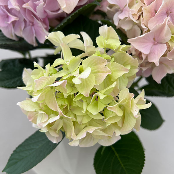 (わけあり特価)アジサイ:ハミング(ピンク) 5号鉢植え