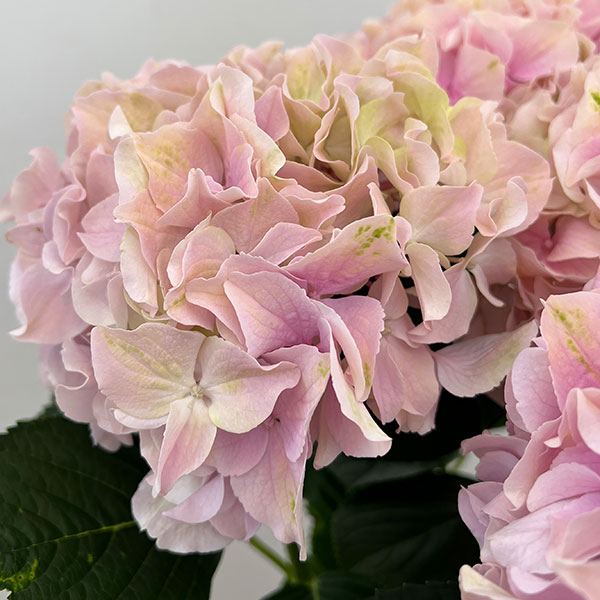 (わけあり特価)アジサイ:ハミング(ピンク) 5号鉢植え