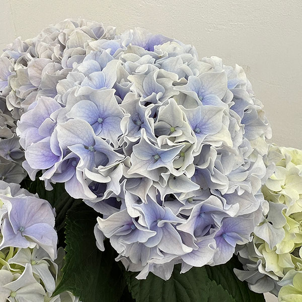 アジサイ：ハミング（ブルー） 5号鉢植え