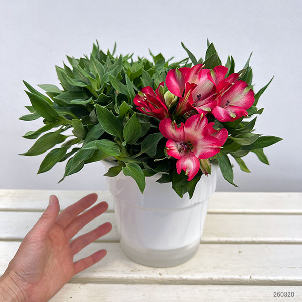 アルストロメリア：インティカンチャ・ミラベル6号鉢植え