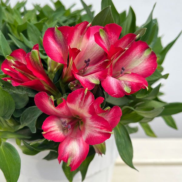 アルストロメリア：インティカンチャ・ミラベル6号鉢植え