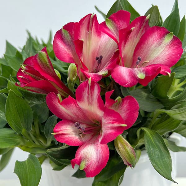 アルストロメリア：インティカンチャ・ミラベル6号鉢植え