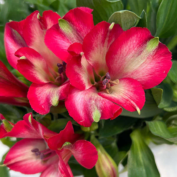 アルストロメリア：インティカンチャ・ミラベル6号鉢植え