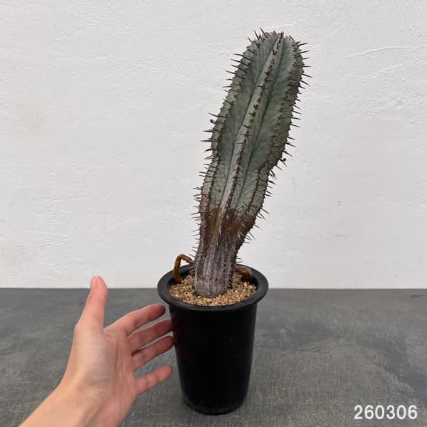 ユーフォルビア:ポリゴナ(ビンテージ株) 3.5号鉢植え