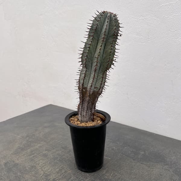 ユーフォルビア:ポリゴナ(ビンテージ株) 3.5号鉢植え