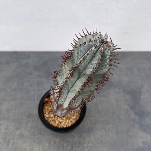 ユーフォルビア:ポリゴナ(ビンテージ株) 3.5号鉢植え