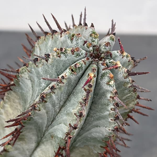 ユーフォルビア:ポリゴナ(ビンテージ株) 3.5号鉢植え