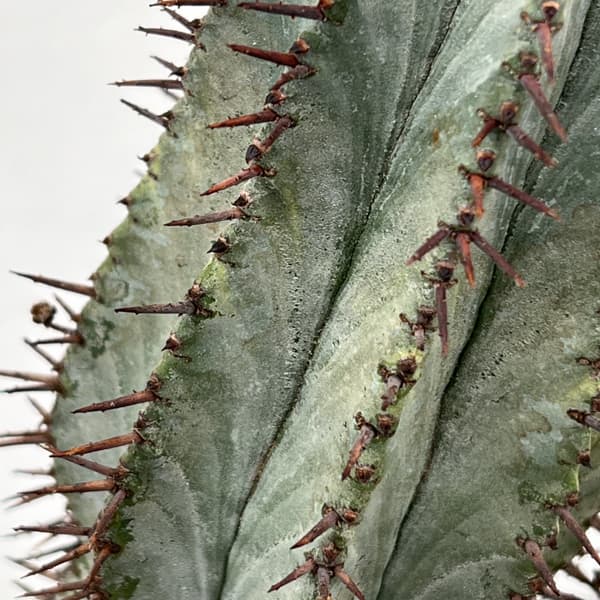 ユーフォルビア:ポリゴナ(ビンテージ株) 3.5号鉢植え