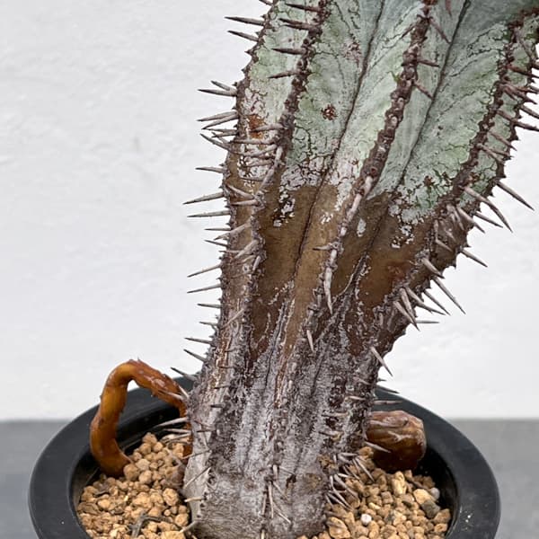 ユーフォルビア:ポリゴナ(ビンテージ株) 3.5号鉢植え