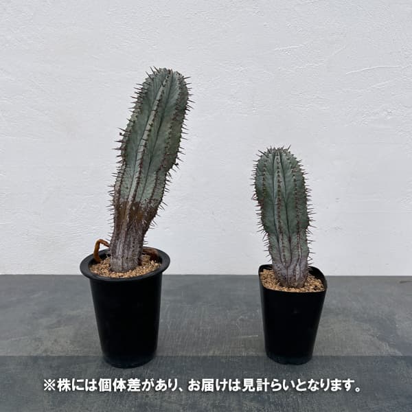 ユーフォルビア:ポリゴナ(ビンテージ株) 3.5号鉢植え