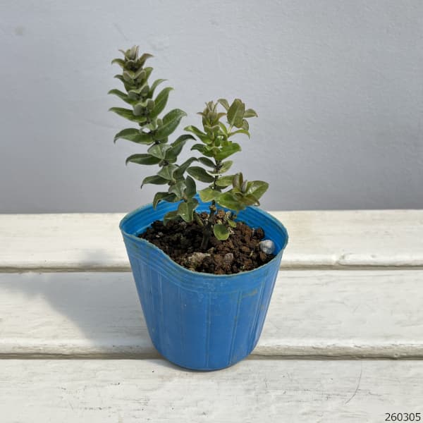 オヒアレフア：赤花（ドワーフタイプ）3号ポット