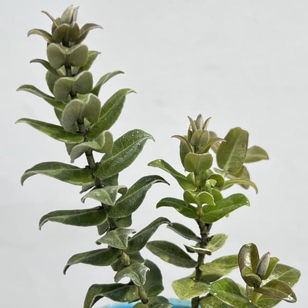 オヒアレフア：赤花（ドワーフタイプ）3号ポット