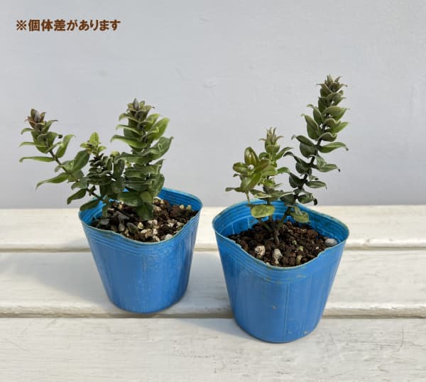 オヒアレフア：赤花（ドワーフタイプ）3号ポット