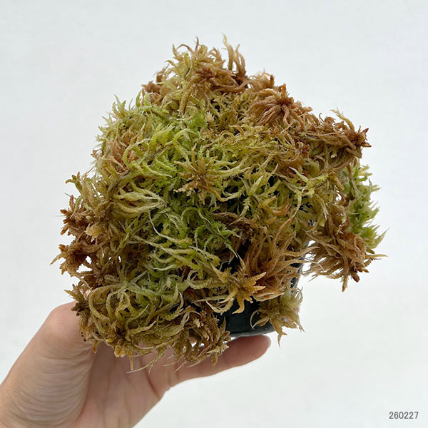 ミズゴケ（水苔）の苗 愛知県産３号ポット