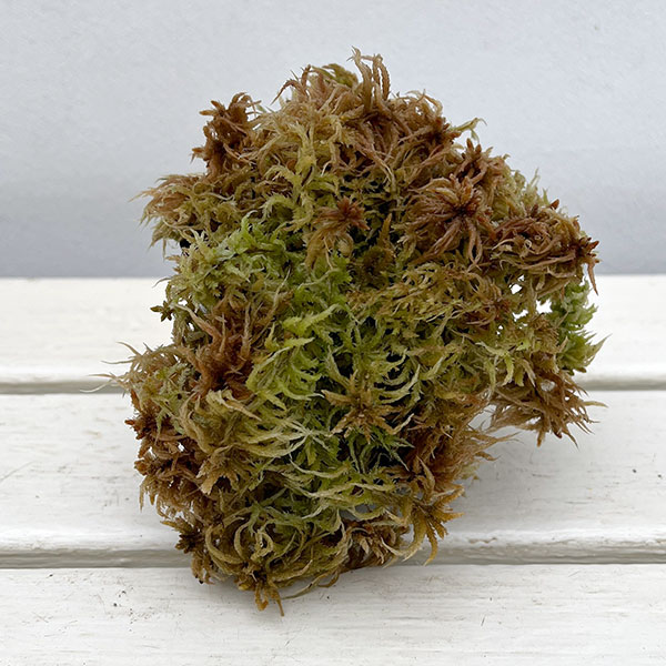 ミズゴケ（水苔）の苗 愛知県産３号ポット