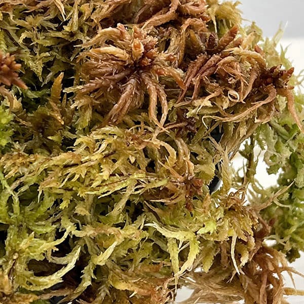 ミズゴケ（水苔）の苗 愛知県産３号ポット