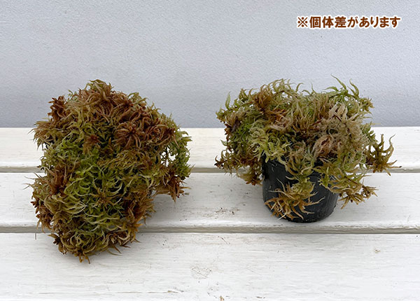 ミズゴケ（水苔）の苗 愛知県産３号ポット