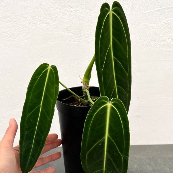 アンスリウム：ワロクアナム　4号ポット