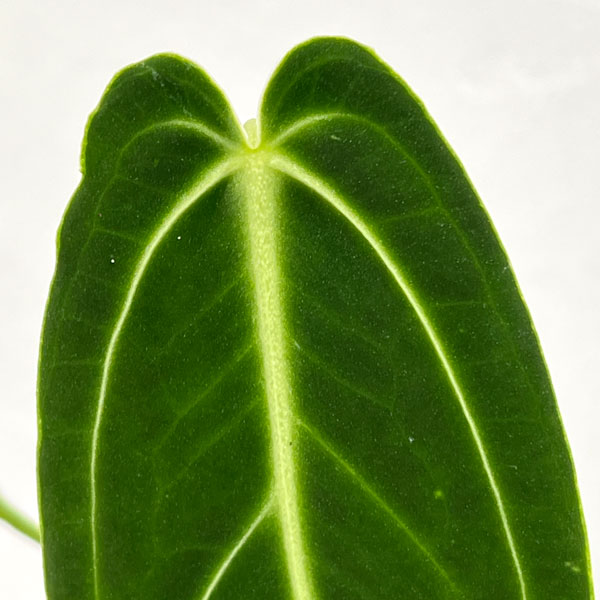 アンスリウム：ワロクアナム　4号ポット