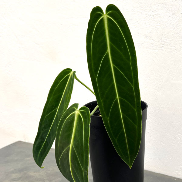 アンスリウム：ワロクアナム　4号ポット