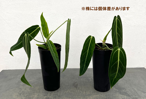 アンスリウム：ワロクアナム　4号ポット